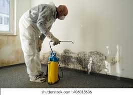 Why You Should Choose Our Mold Remediation Services in Milton, WA